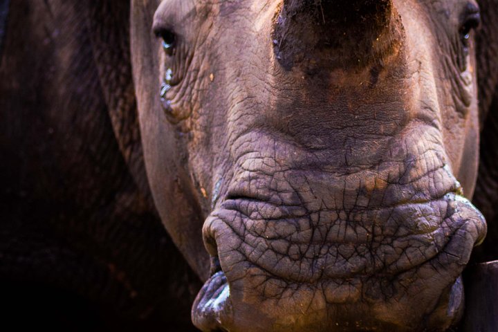 iSimangaliso Wetland Park, Night Drive Safari