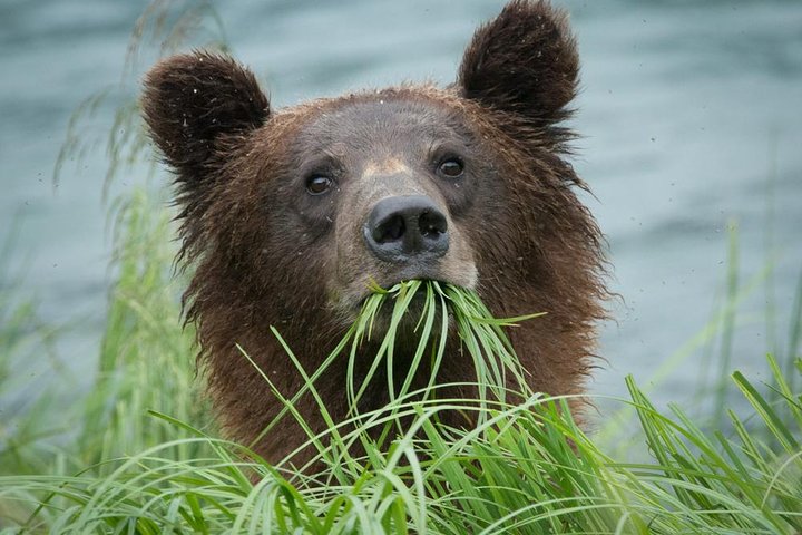 Focus on Haines Private Nature / Photography tour