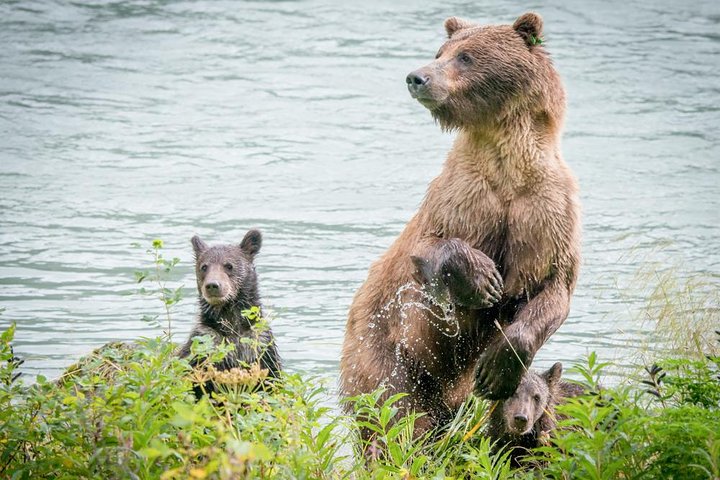 Focus on Haines Private Nature / Photography tour