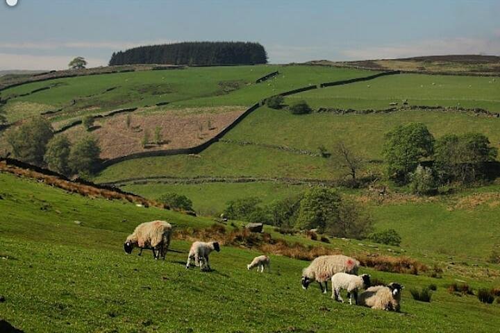 Private Tour - Haworth, Bolton Abbey and Yorkshire Dales Day Trip from Harrogate