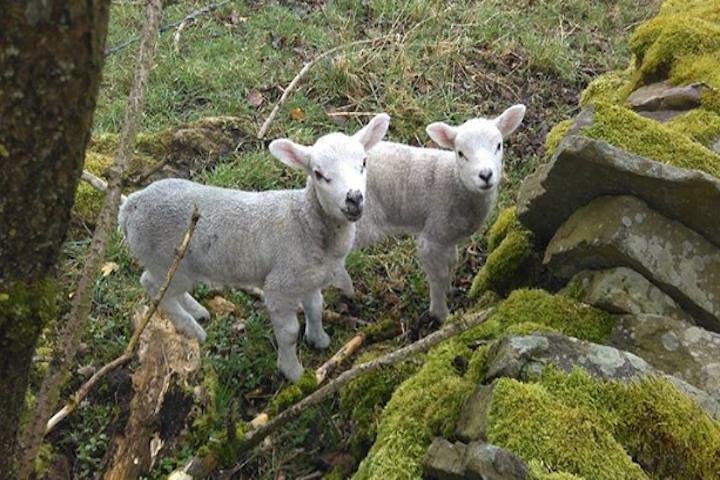 Private Tour - Haworth, Bolton Abbey and Yorkshire Dales Day Trip from Harrogate