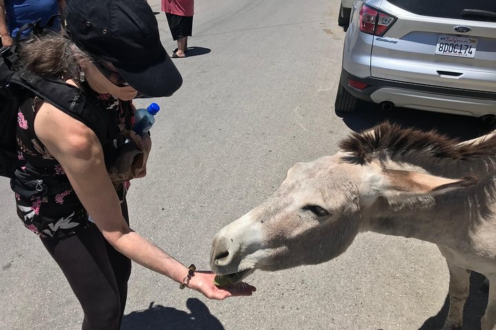Oatman Mining Camp & Burros: Historic Route 66 Tour from Laughlin