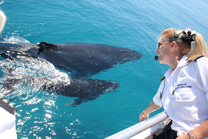 Brisbane Whale Watching Cruise from Redcliffe or Brisbane City