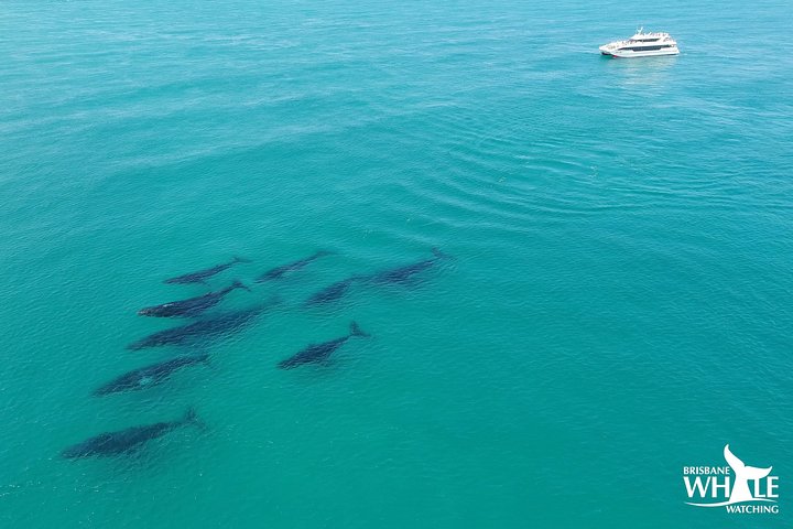 Brisbane Whale Watching Cruise from Redcliffe or Brisbane City