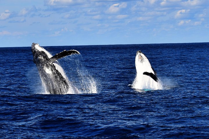 Brisbane Whale Watching Cruise from Redcliffe or Brisbane City
