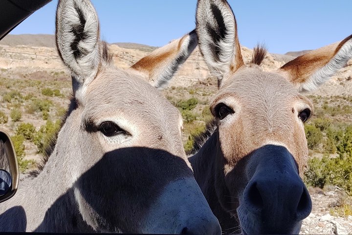 Oatman Mining Camp & Burros: Historic Route 66 Tour from Laughlin