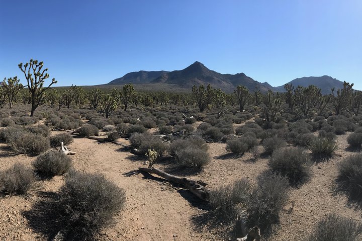Horseback Ride Joshua Tree Forest Buffalo Lunch Singing Cowboy