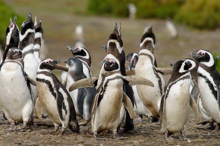 Cruise Shore Excursion Punta Tombo with Boxlunch from Pto Madryn