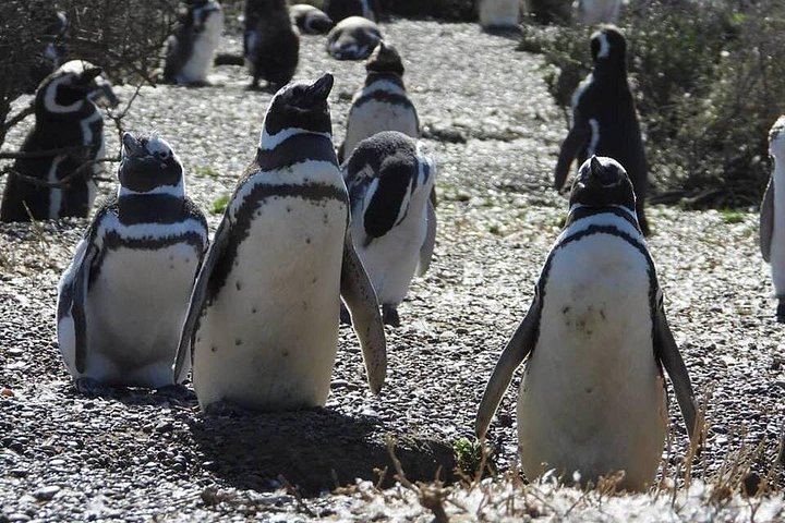 Cruise Shore Excursion Punta Tombo with Boxlunch from Pto Madryn