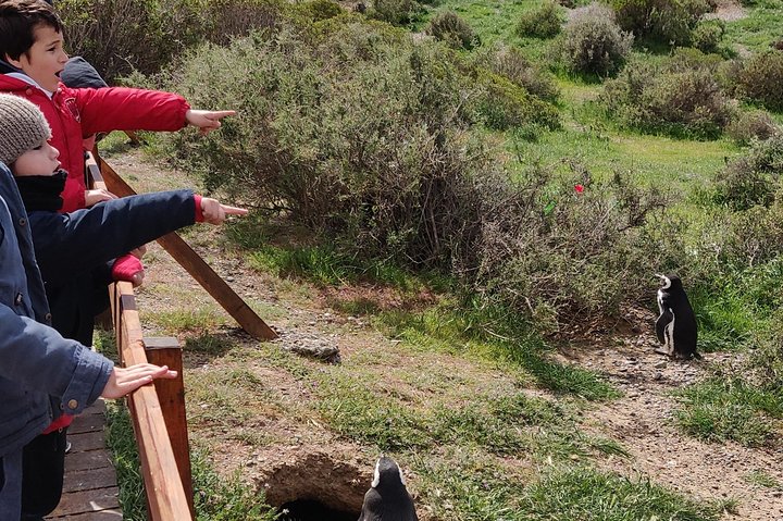 Cruise Shore Excursion Punta Tombo with Boxlunch from Pto Madryn