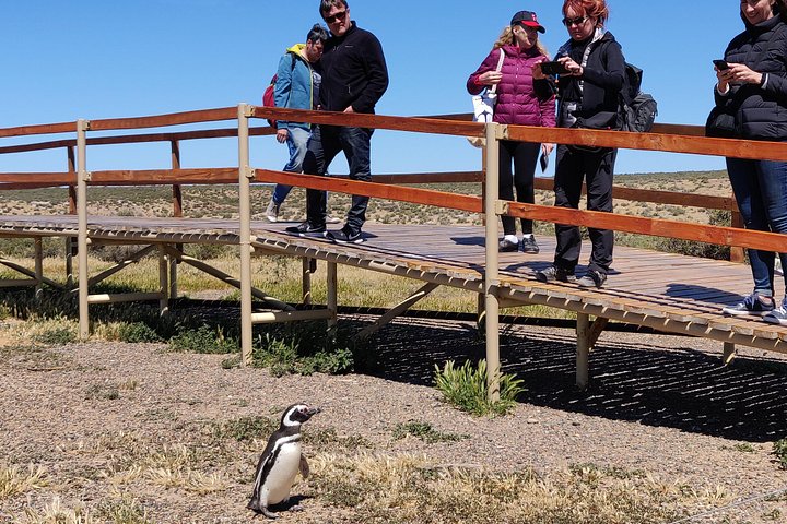 Cruise Shore Excursion Punta Tombo with Boxlunch from Pto Madryn