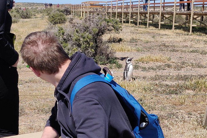 Cruise Shore Excursion Punta Tombo with Boxlunch from Pto Madryn