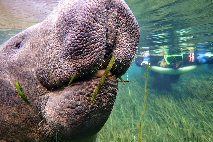 Manatee Swim Tour with In Water Photographer