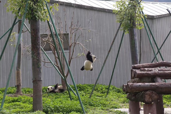 One Day Trip to Chengdu Panda Base and Leshan Buddha Tour