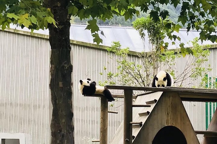 One Day Trip to Chengdu Panda Base and Leshan Buddha Tour