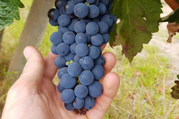 Margaret River Small-Group Curated Wine, Coffee, Lunch & Forest