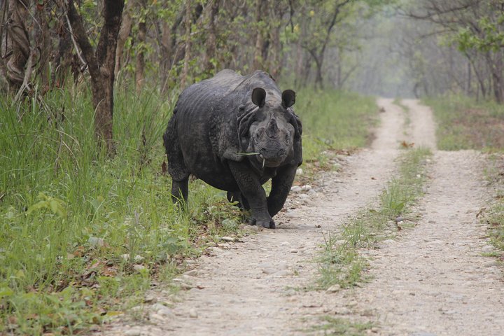 Jungle Towernight Stay In Chitwan National Park ,nepal-2 Nights 3 Days Package