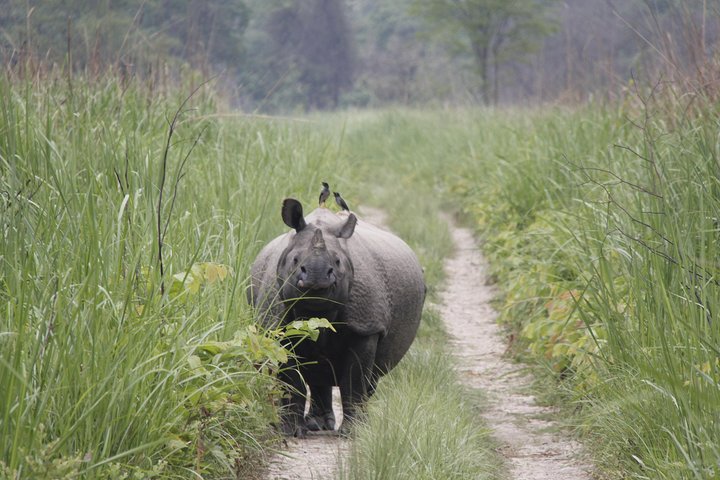 Jungle Towernight Stay In Chitwan National Park ,nepal-2 Nights 3 Days Package