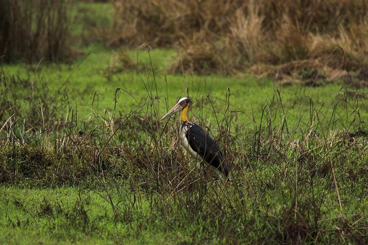 Jungle Towernight Stay In Chitwan National Park ,nepal-2 Nights 3 Days Package