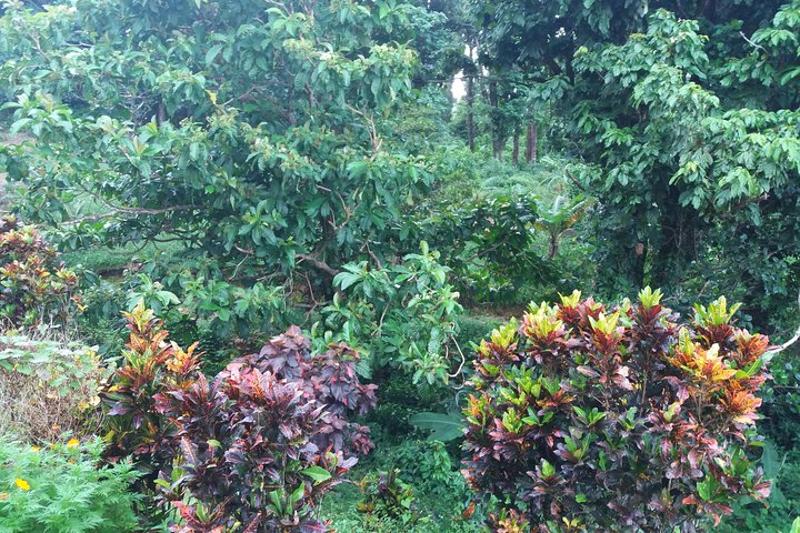 Pepper's Choice : Waterfalls, Sulphur Spa & Black Sand Beach