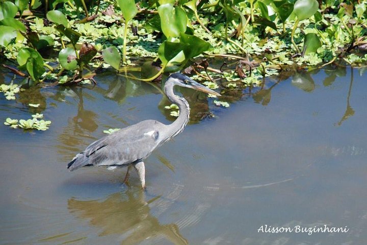 Pantanal Day Trip - All Inclusive - Leaving Campo Grande