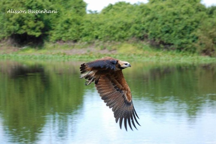 Pantanal Day Trip - All Inclusive - Leaving Campo Grande