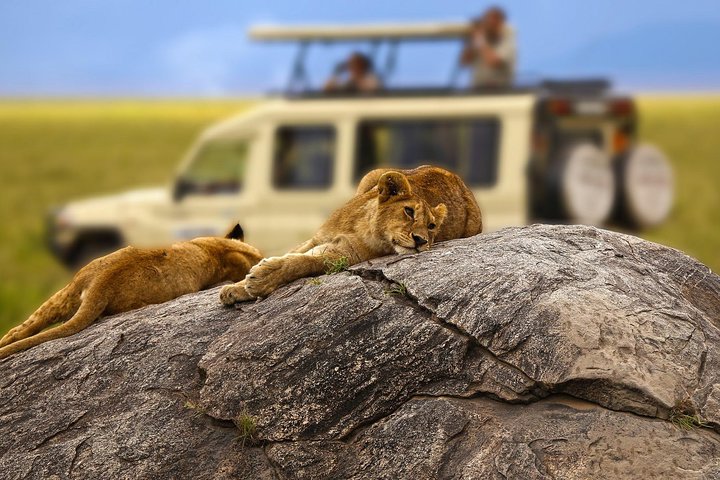 Tanzania Private Classic Safari - 7 Days