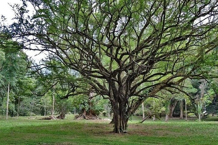 Lancetilla Botanical Garden from San Pedro Sula