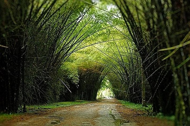 Lancetilla Botanical Garden from San Pedro Sula