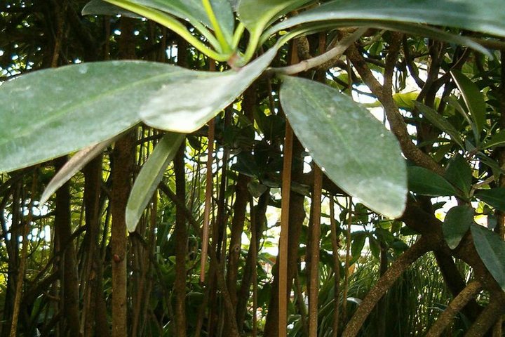 MAKASUTU - cultural forrest, Brikama