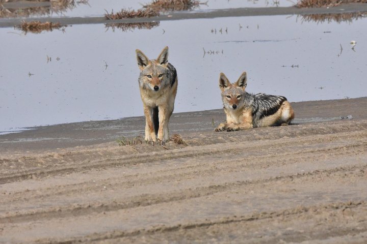 Exhilarating Sandwich Harbour 4x4: Guided Self drive experience