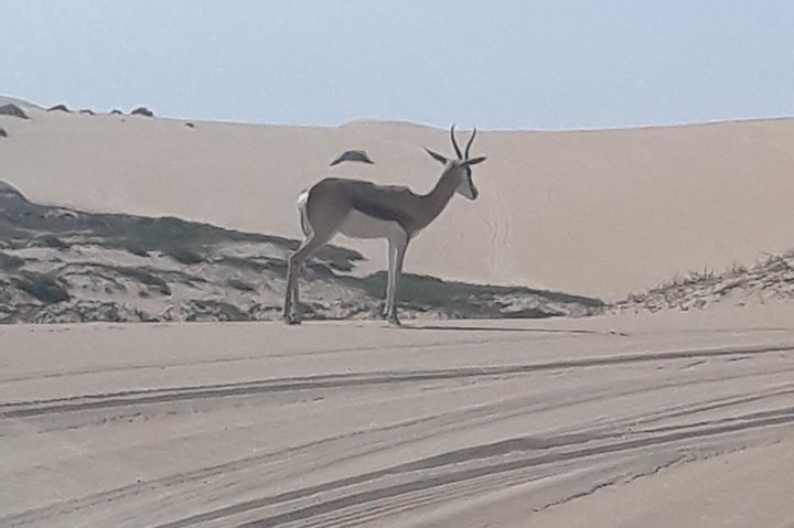 Exhilarating Sandwich Harbour 4x4: Guided Self drive experience