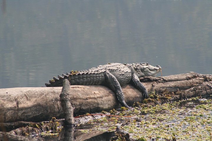 Jungle Towernight Stay In Chitwan National Park ,nepal-2 Nights 3 Days Package