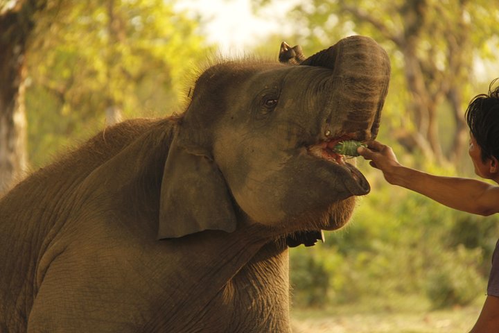 Jungle Towernight Stay In Chitwan National Park ,nepal-2 Nights 3 Days Package