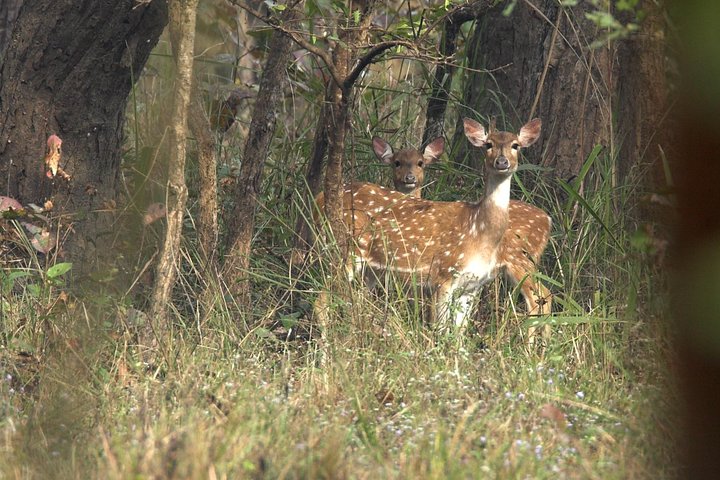 Jungle Towernight Stay In Chitwan National Park ,nepal-2 Nights 3 Days Package