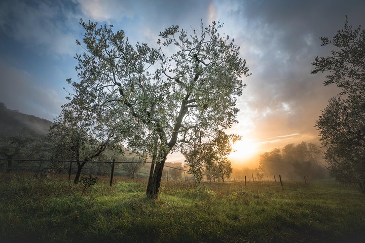 Guided tours of the olive grove with oil tasting.