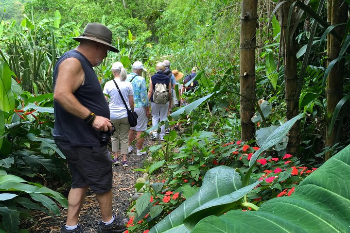The rain forest, surroundings & lunch.