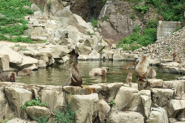 Snow Monkey in "Jigokudani Yaen-koen" & Obuse Town