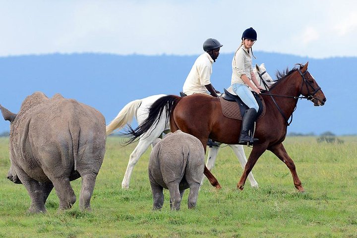 Ol Pejeta Conservancy Day Tour from Nairobi