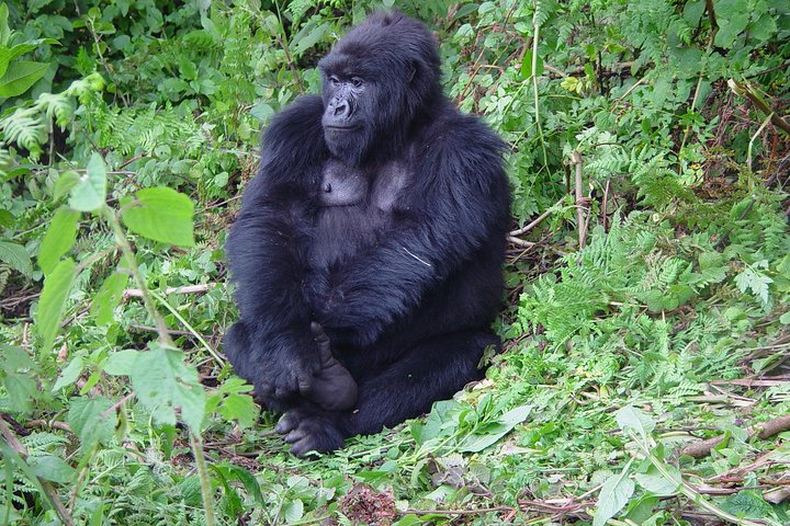 1 Day Gorilla trekking