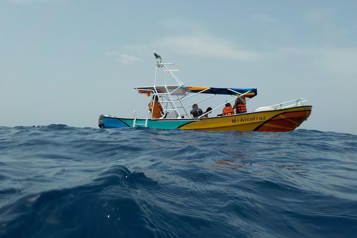 Swim with whale sharks on a private tour