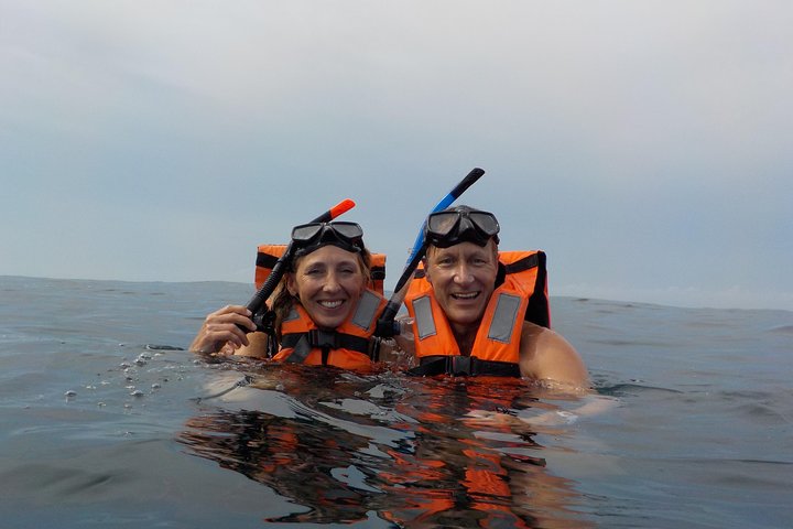 Swim with whale sharks on a private tour
