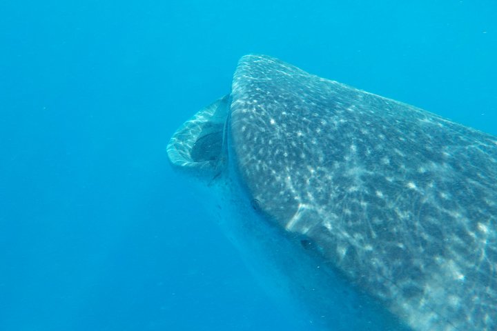 Swim with whale sharks on a private tour