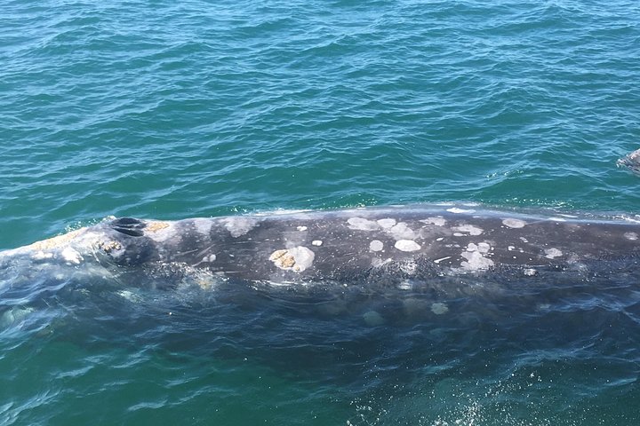 San Diego: 3 Hour Whale Watch Cruise with Legacy Whale Watch