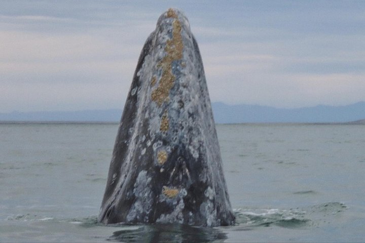 San Diego: 3 Hour Whale Watch Cruise with Legacy Whale Watch