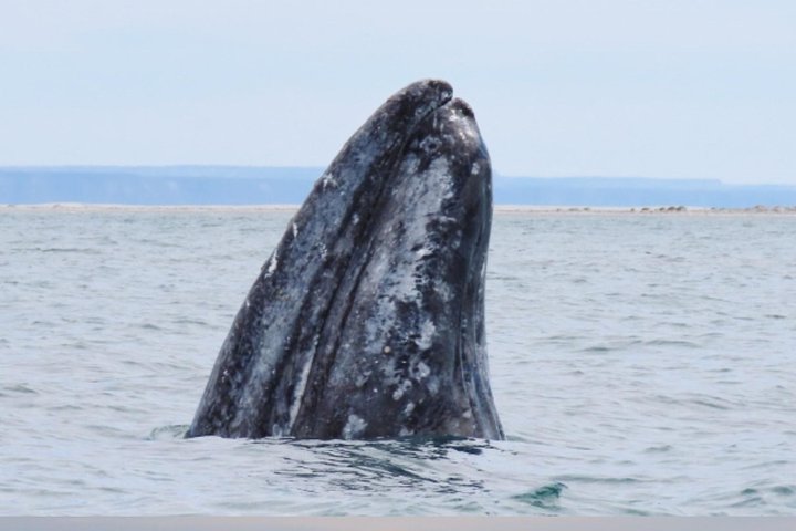 San Diego: 3 Hour Whale Watch Cruise with Legacy Whale Watch