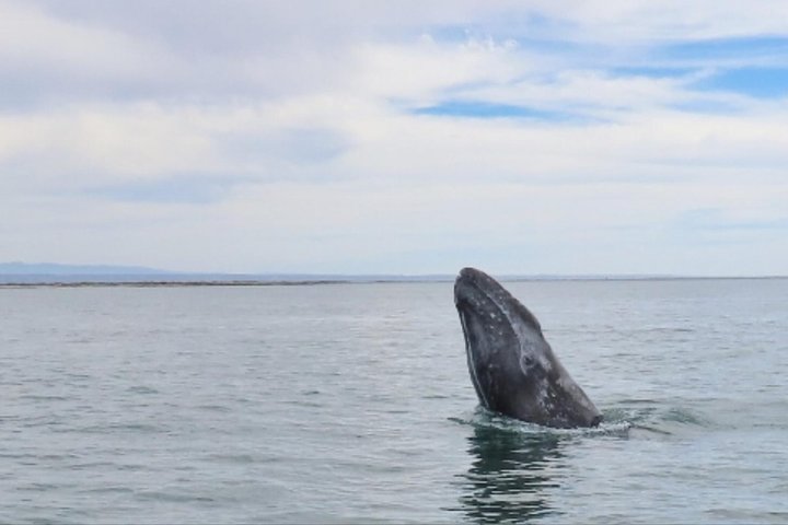 San Diego: 3 Hour Whale Watch Cruise with Legacy Whale Watch