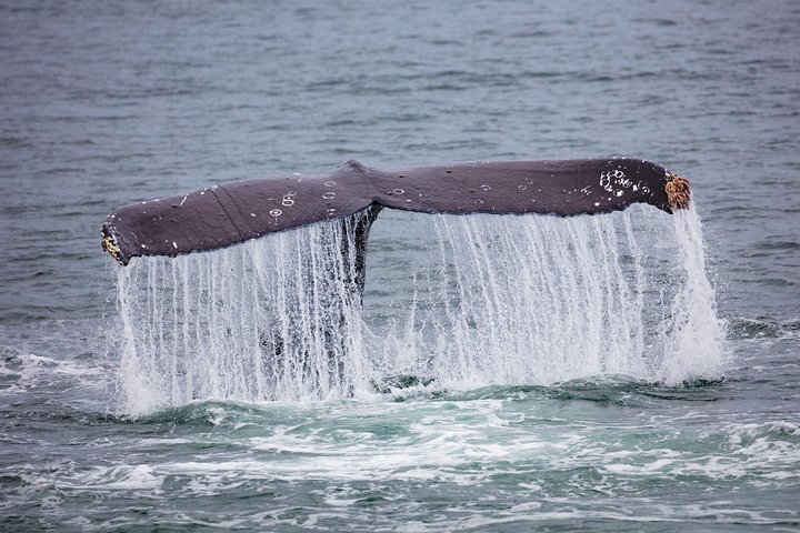 Mendenhall Glacier Park and Ultimate Whale Watch Combo