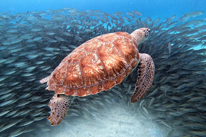 Unforgettable Sea Turtle Swim & Grote Knip Beach Escape
