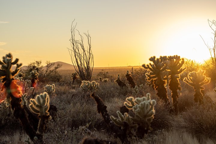 Sonoran Desert Jeep Tour at Sunset